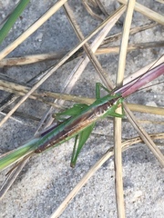 Conocephalus dorsalis