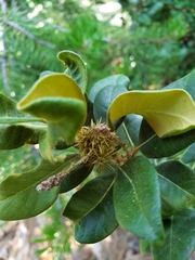 Chrysolepis sempervirens