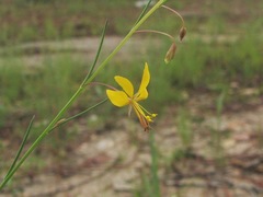 Cleome guianensis