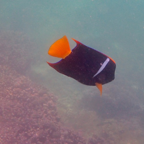 King Angelfish (Holacanthus passer)