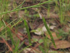Cleome guianensis