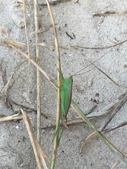 Conocephalus dorsalis