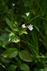 Epilobium glandulosum