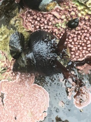 Crepidula adunca