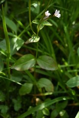 Epilobium glandulosum