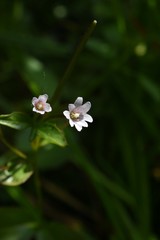 Epilobium glandulosum
