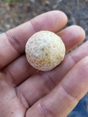 Andricus vacciniifoliae