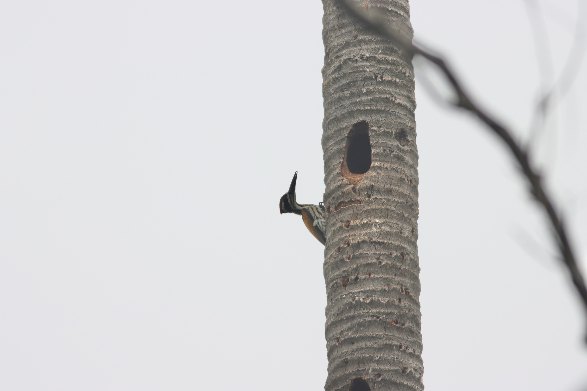 White-naped Woodpecker illustration