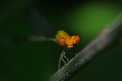 Pseudagrion rubriceps