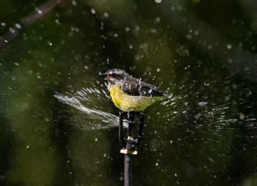 Bananaquit, Rio Largo - AL, Brasil, photo 9 of 10