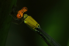 Pseudagrion rubriceps