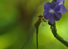 Pseudagrion rubriceps