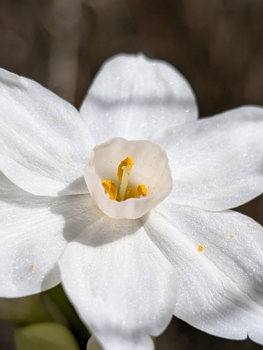 Image of Narcissus papyraceus by (c) Jason Schock, some rights reserved (CC BY)