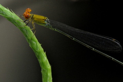Pseudagrion rubriceps