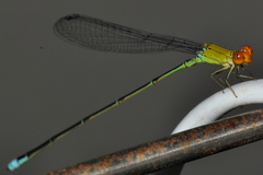 Pseudagrion rubriceps