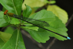 Pseudagrion rubriceps
