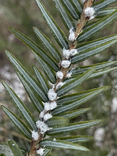 Hemlock Woolly Adelgid
