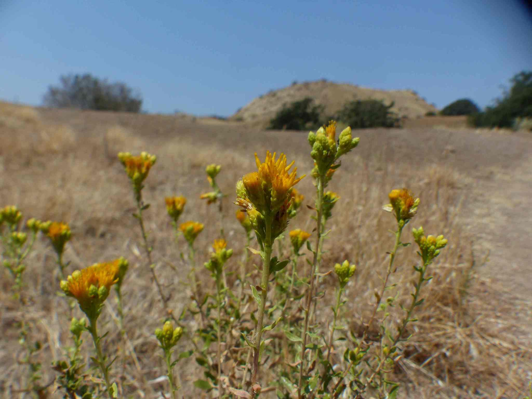 Isocoma acradenia var. bracteosa