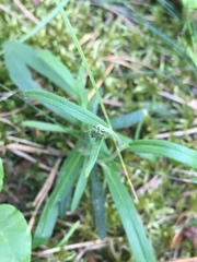 Achillea ptarmica