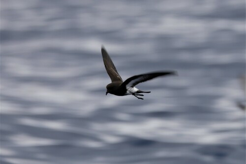 New Zealand Storm Petrel (Fregetta maoriana), photo 7