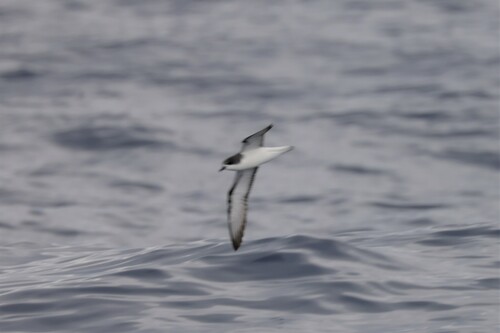 Pycroft's Petrel (Pterodroma pycrofti)