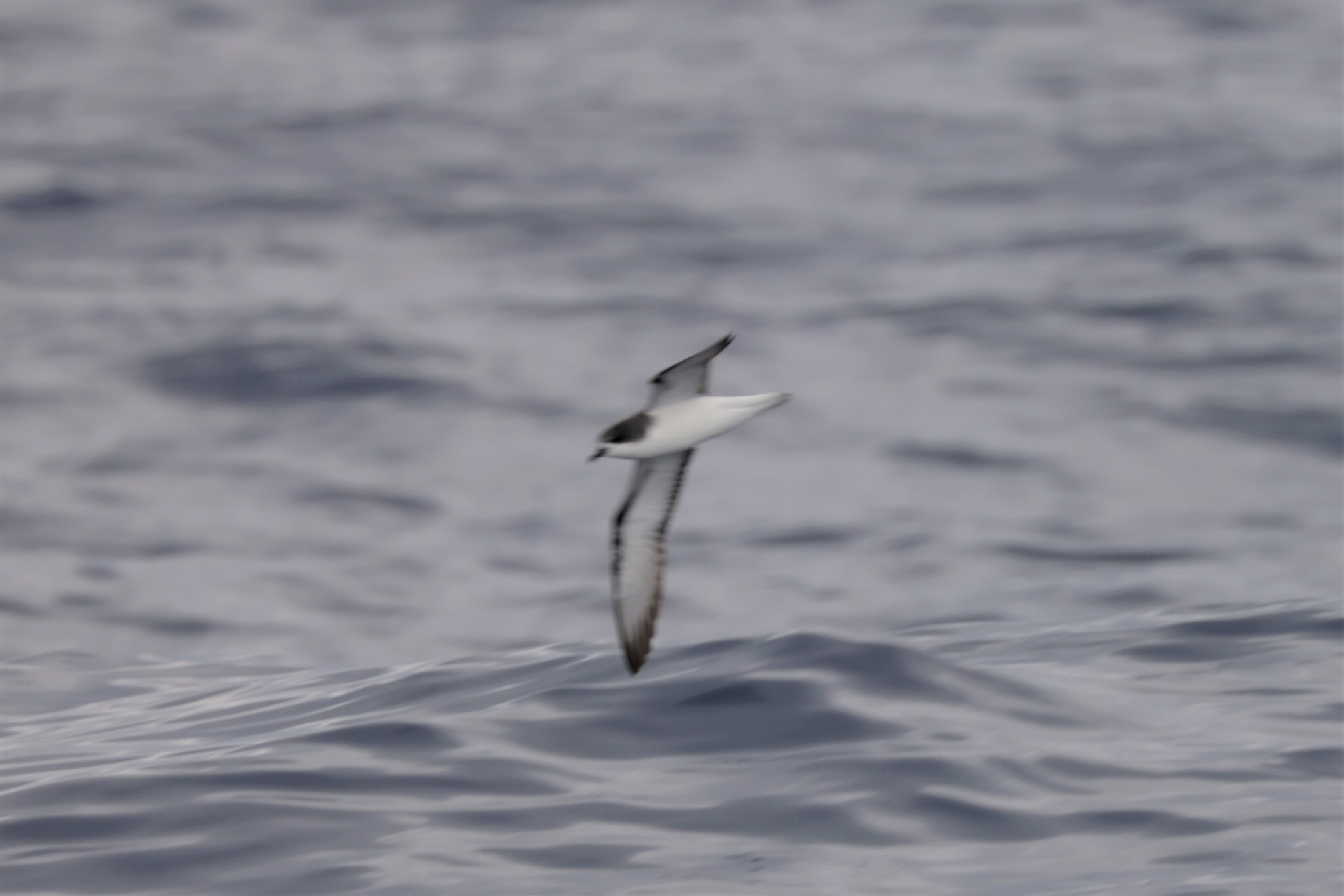 Pycroft's Petrel (Pterodroma pycrofti), photo 1