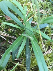 Achillea ptarmica