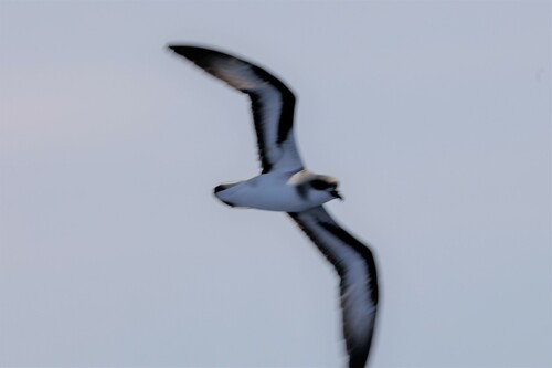 Black-winged Petrel (Pterodroma nigripennis), photo 3