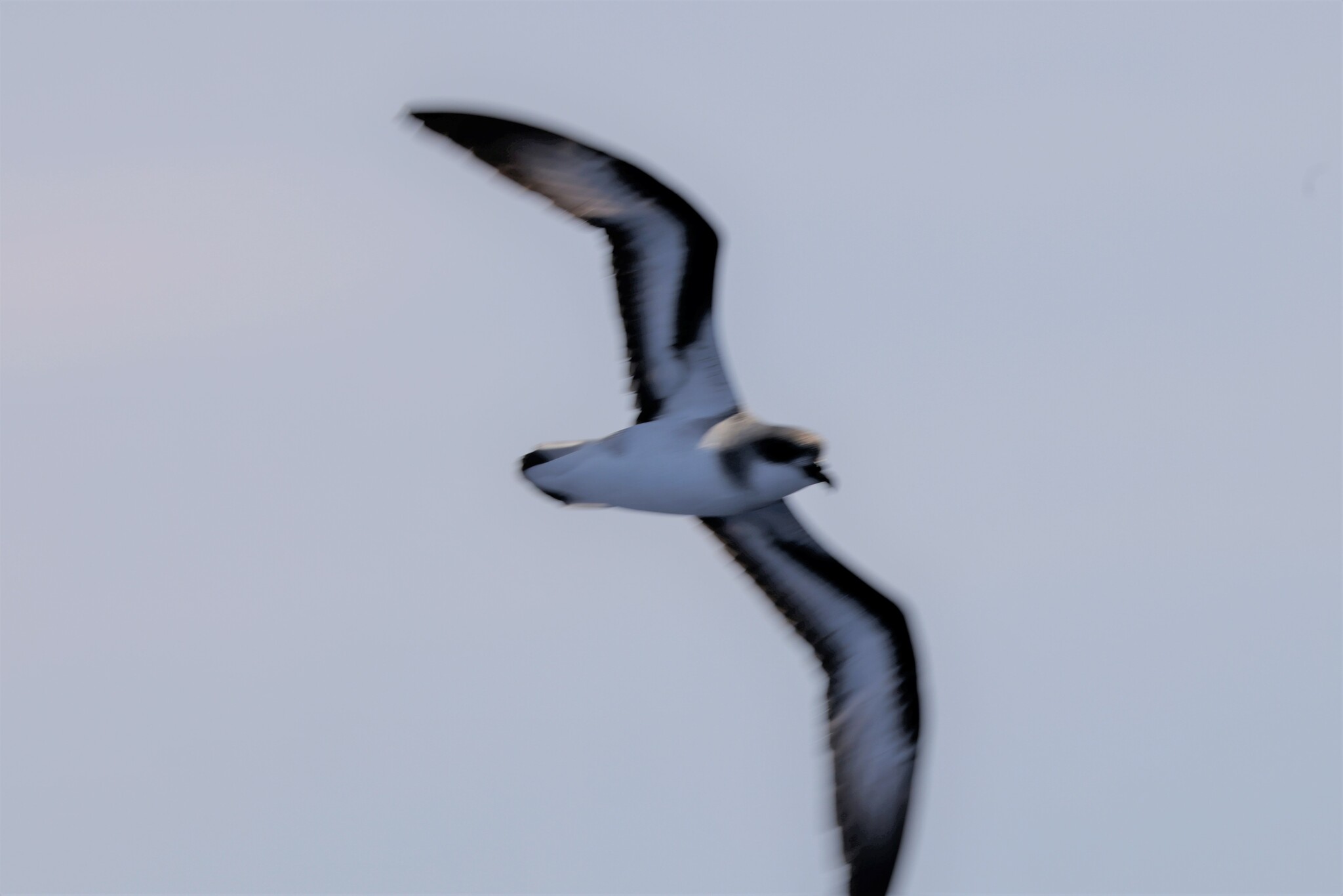 Black-winged Petrel (Pterodroma nigripennis), photo 3