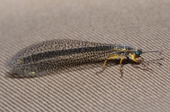 Distoleon pulverulentus