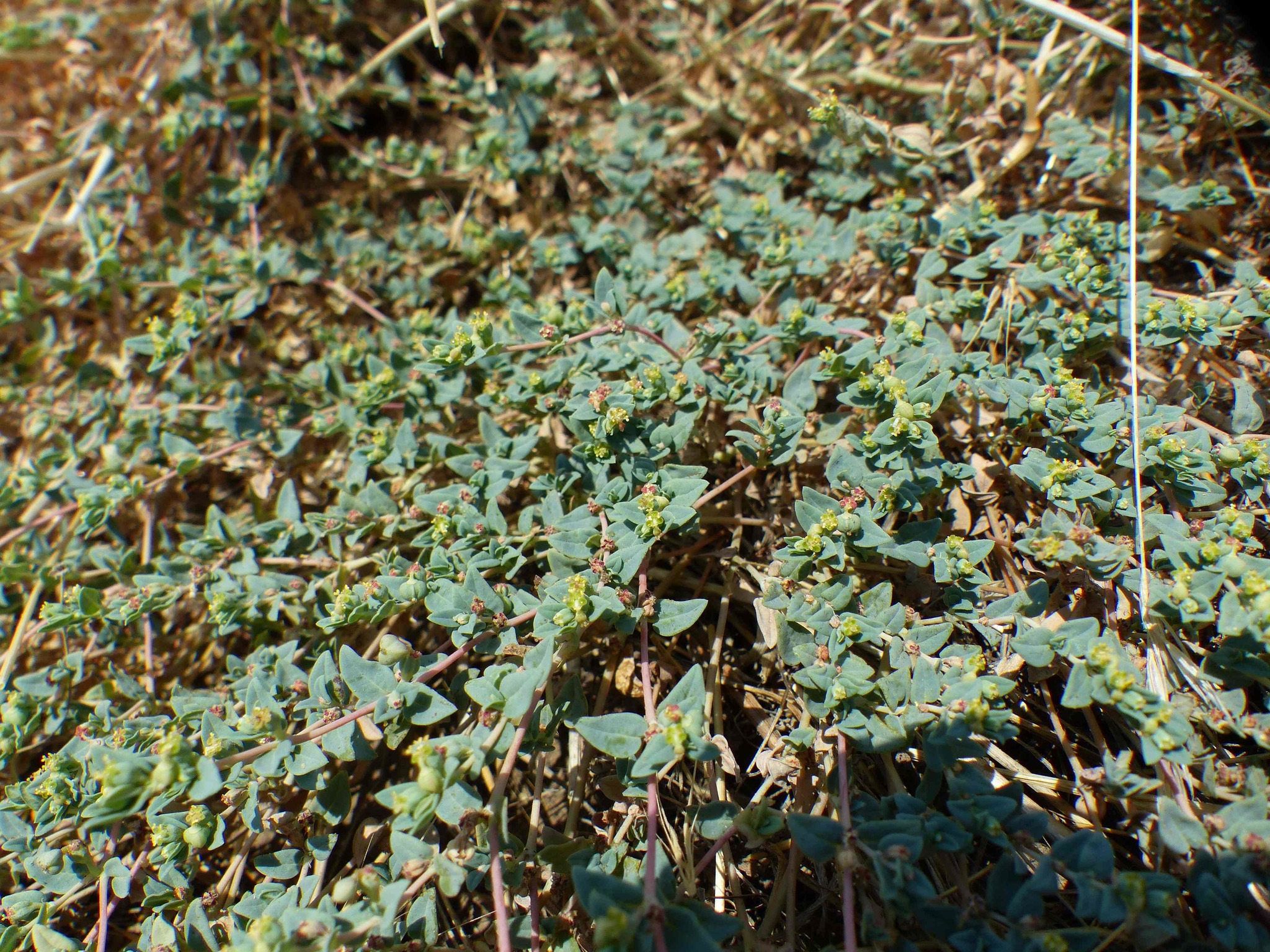 Euphorbia ocellata ssp. ocellata