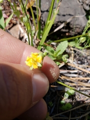 Hypericum anagalloides