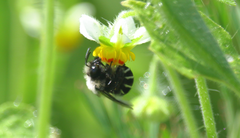 Alloscirtetica tristrigata
