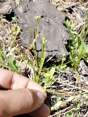 Hypericum anagalloides