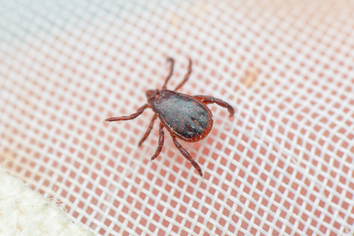 Brown dog tick
