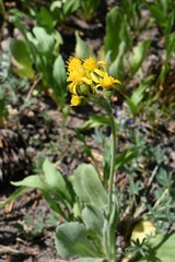 Senecio scorzonella