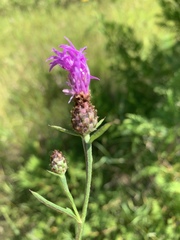 Centaurea × moncktonii