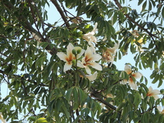 Ceiba chodatii