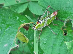 Poecilimon thoracicus