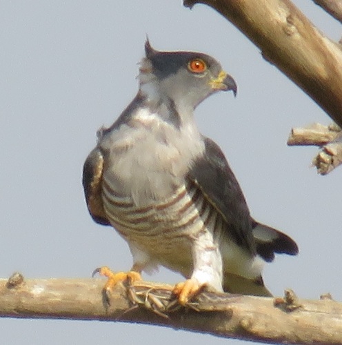 African Cuckoo-Hawk
