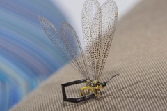 Distoleon pulverulentus