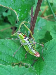 Poecilimon thoracicus