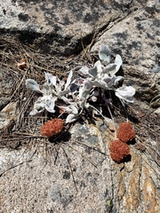 Eriogonum lobbii