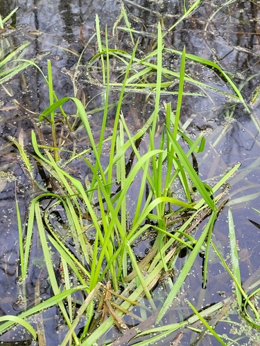 Foto de Capim-arroz