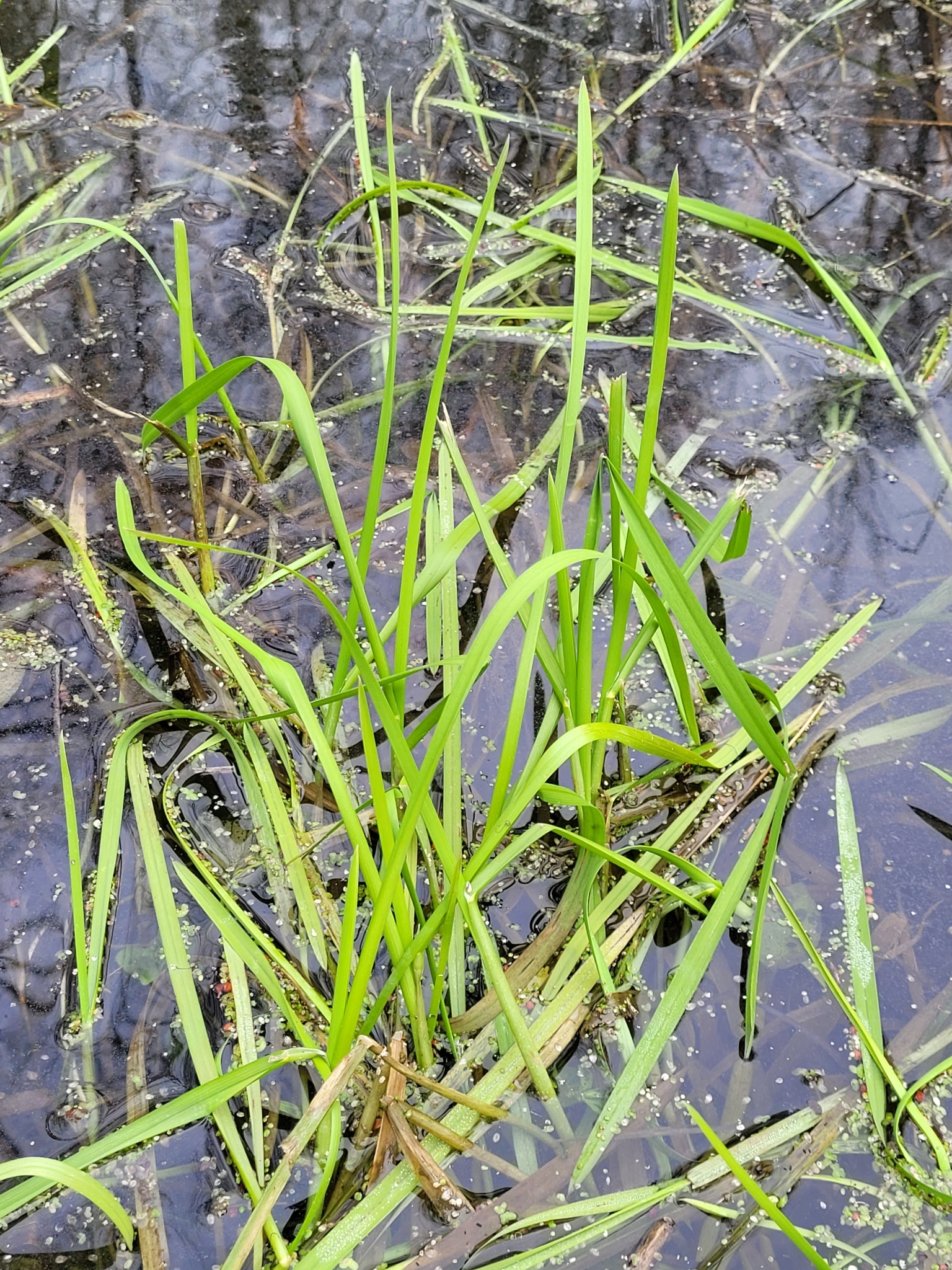 Imagem de Capim-arroz