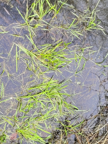 Foto de Capim-arroz