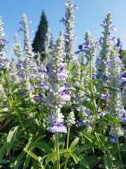 Lamiaceae