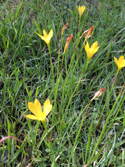Zephyranthes pulchella