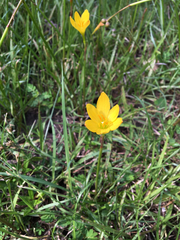 Zephyranthes pulchella