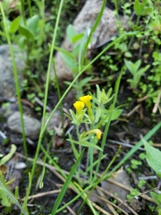 Castilleja lacera